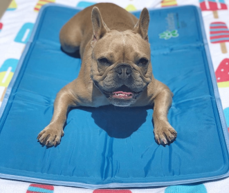 Cool Pet Pad (size: XL)