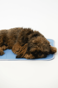 Cool Pet Pad (size: medium)