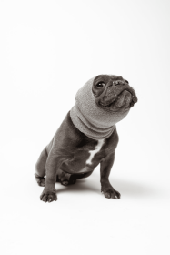 PET HOODZ DOG HOODIES FOR ANXIETY (Color: Grey, size: medium)